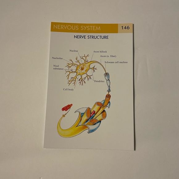 Quick Study Anatomy Flash Cards 300: 14 Systems NIB Nursing Medical Student - Picture 5 of 6